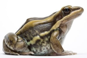 Hylarana (Amnirana) galamensis